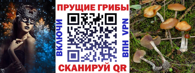 Галлюциногенные грибы Cubensis Беслан