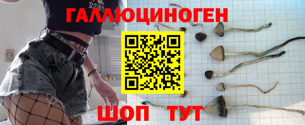 Псилоцибиновые грибы Psilocybine cubensis Беслан